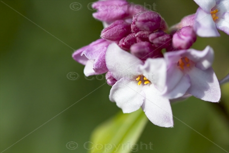 Daphne bholua 'Jacqueline Postill' 01