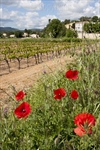 Provence - Poppies and Vines